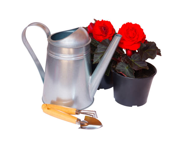 istock Young seedlings begonia flowers and watering can isolated 801830890