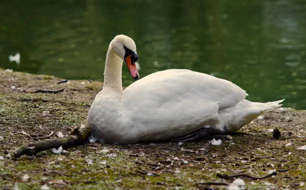 Mute swan (Cygnus olor) cleans feathers.