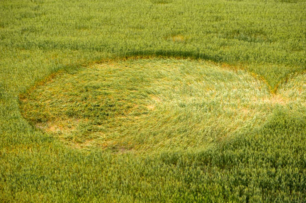 Crop circle in a wheat field Mysterious crop circle in a wheat field near the city of Lochem in the Netherlands crop circle stock pictures, royalty-free photos & images
