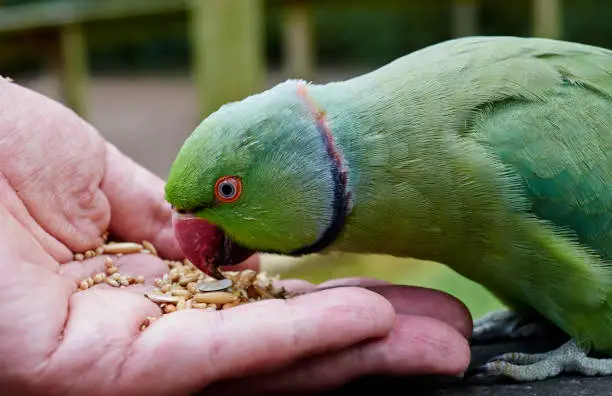 Portrait of rose ringed parakeet (Psittacula krameri)when he is eating from hands, close up.