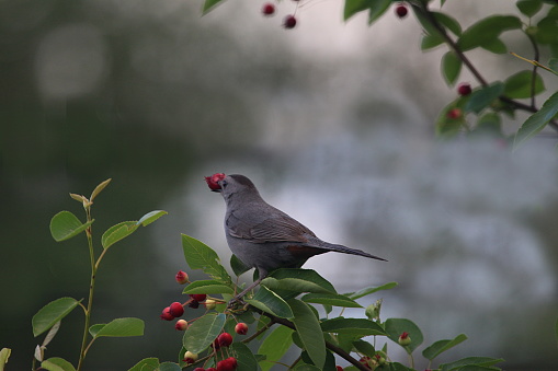 A catbird taking a berry from a serviceberry tree