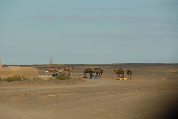 istock In the desert - Sahara - Morocco 801835636