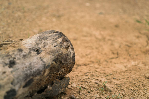istock Dried wood in arid lands 801852814