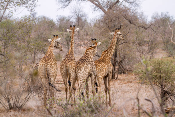 istock Giraffe in Kruger National park, South Africa 801856582