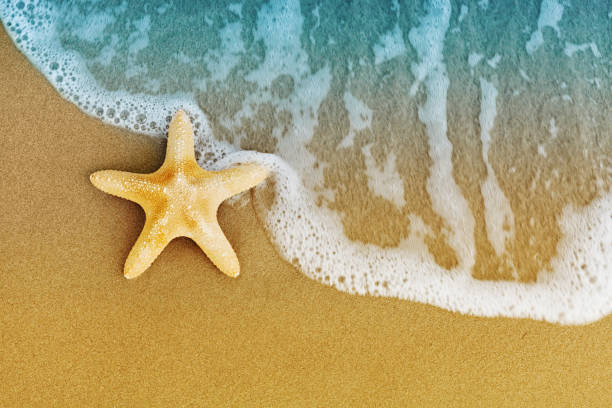 Sea star or starfish on sandy shore after the tide. Flat lay style.