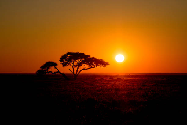istock Sunrise in etosha with giraffe Thor tree 801859770
