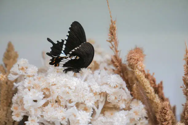Butterfly on dryflower