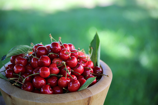 fresh seasonal cherries in a natural environment