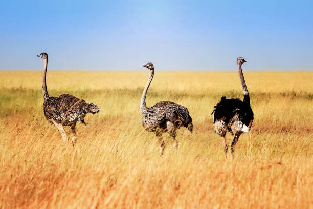 istock Ostriches in the African savannah 801869780