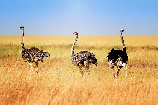 Ostriches in the African savannah. Tanzania. Serengeti national park.