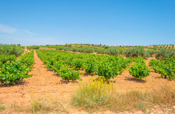 istock Vineyard in a hilly landscape in summer 801875120