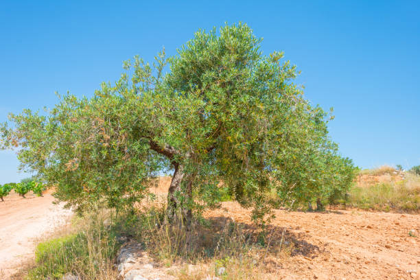 istock Vineyard in a hilly landscape in summer 801875342