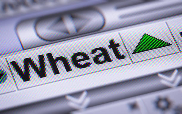 istock The Index of Wheat on The Screen. 801875478
