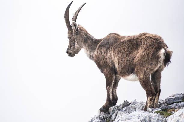 istock Chamois on a rock against cloudy sky 801880778