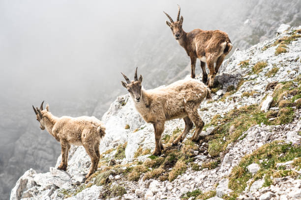 istock Group of wild chamois on a cliff in Italian dolomites 801881296