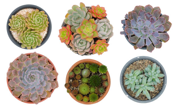 istock six different cactus in pots isolated on white background 801881362