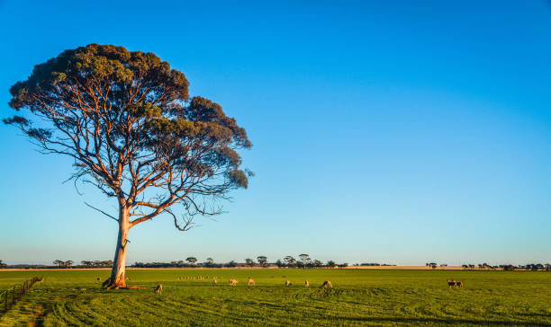 eine herde schafe weiden unter einem einsamen baum - lamb rural scene sheep field stock-fotos und bilder