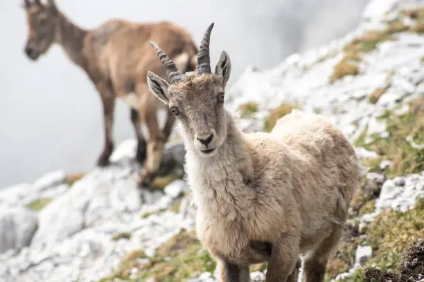 Group of wild chamois on a cliff in Italian alps