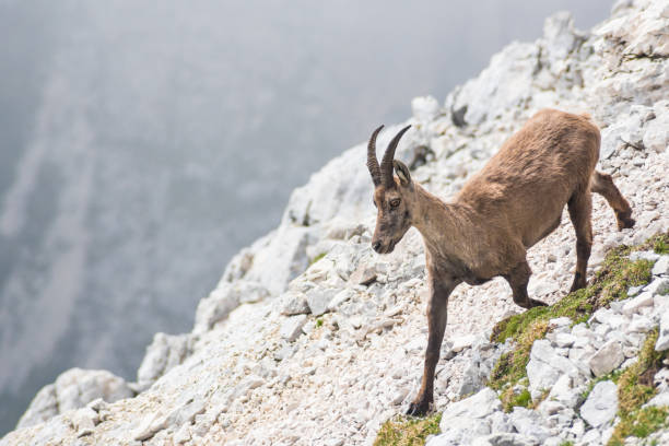 Chamois on a steep cliff on Italian Alps