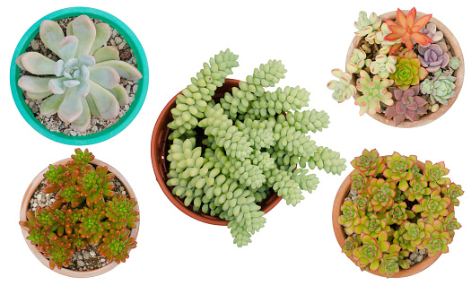 five different cactus in pots isolated on white background