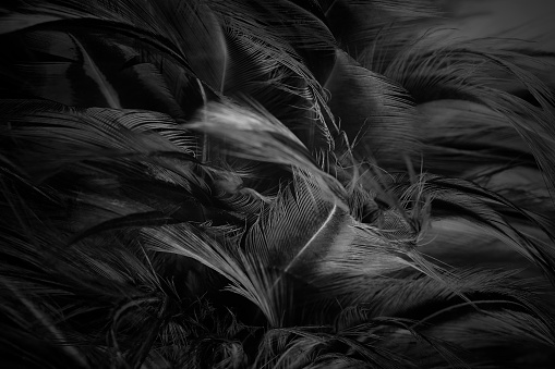 Black Feather Pictures | Download Free Images on Unsplash