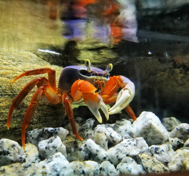 istock Close up of crab and rocks under water 801892920