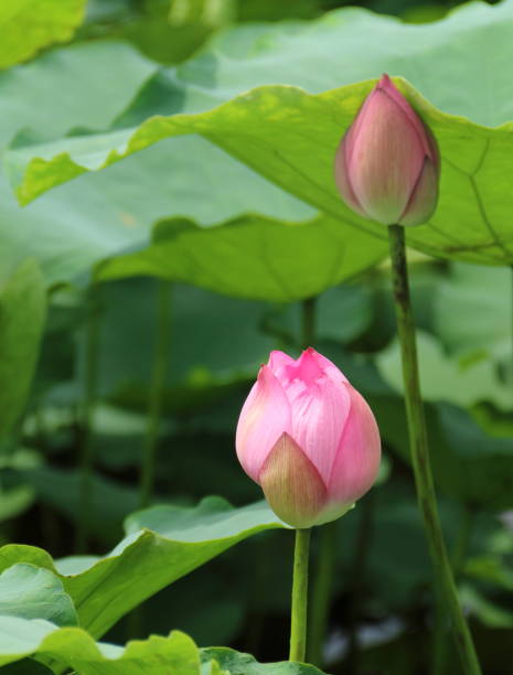 istock Lotus in Hanoi Vietnam 801896344