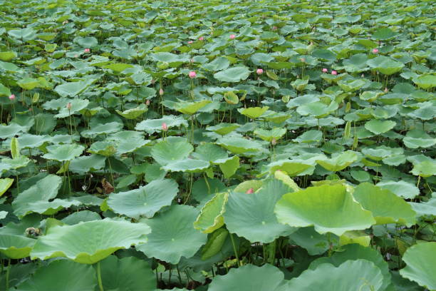 istock Lotus in Hanoi Vietnam 801896368