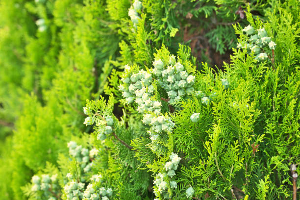 Thuja orientalis Thuja orientalis
 thuja orientalis stock pictures, royalty-free photos & images