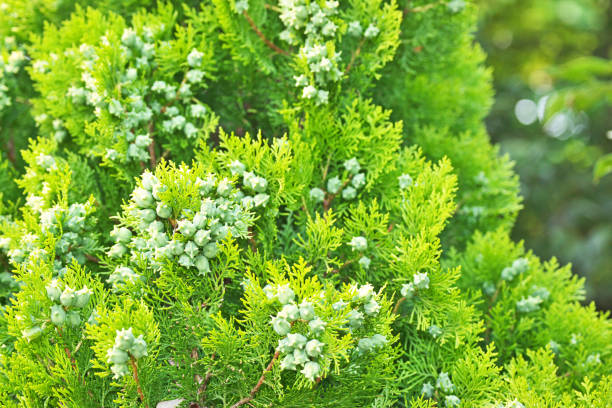 Thuja orientalis Thuja orientalis
 thuja orientalis stock pictures, royalty-free photos & images