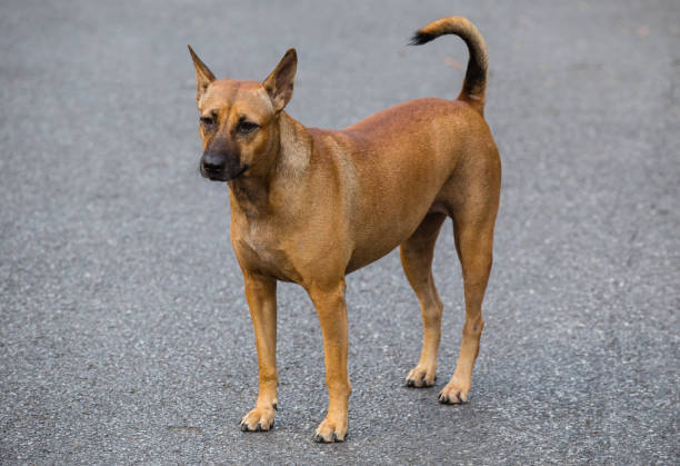 istock Image of a brown dog on street. 801899070
