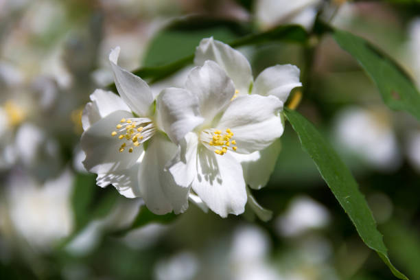 istock white jasmine flowers grow on the branches 801902550