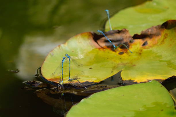 groupe des demoiselles azur - lily pond photos et images de collection