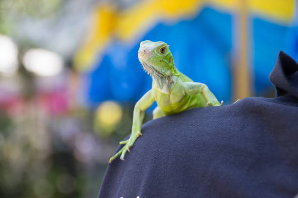 istock Green Iguana portrait Closeup on shoulder 801913204