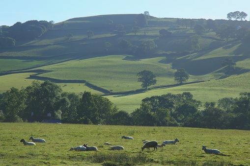 Flock of sheep graze on a farmland in Blackdawn Hills, Devon