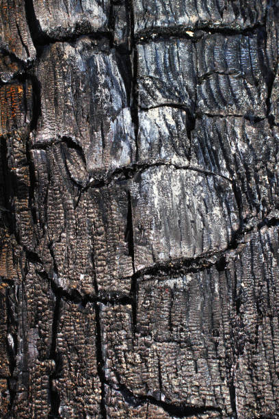 the texture of the burnt tree stock photo