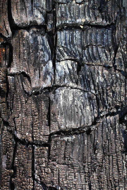 the texture of the burnt tree stock photo