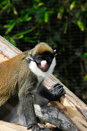 Schmidt's spot nosed guenon looking at people