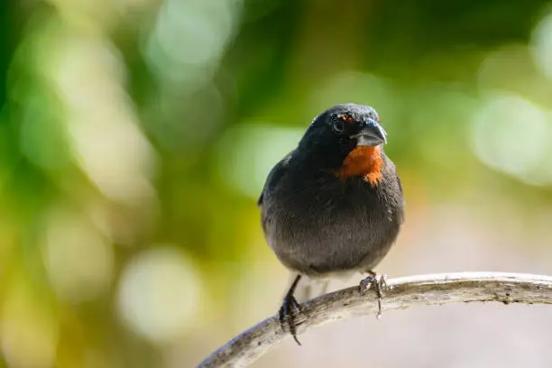 Lesser Antillean bullfinch (Loxigilla noctis) perched on a tree branch with auto of focus background