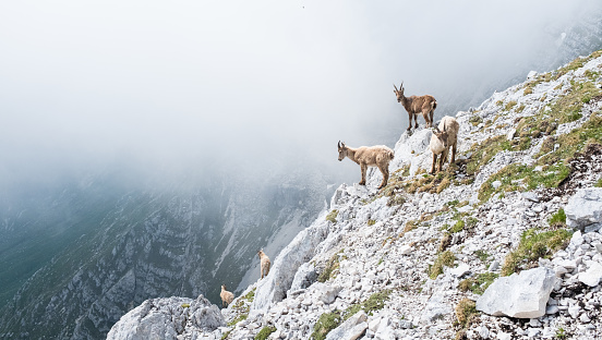 A herd of sheep and goats walks along a car road in the mountains on the island of Corsica in France.