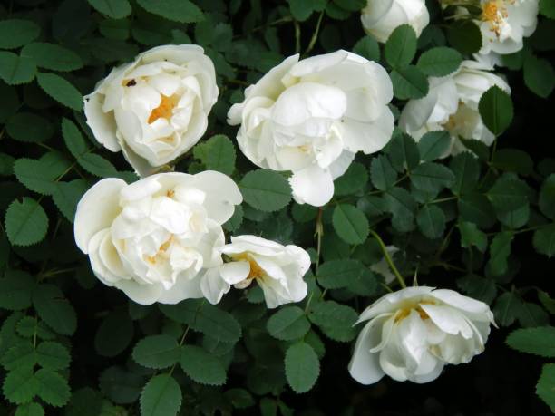 istock Wild white rose on a bush branch 801924600