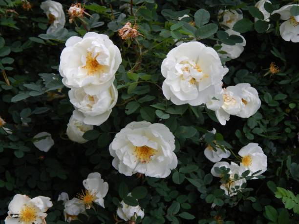 istock Wild white rose on a bush branch 801924602