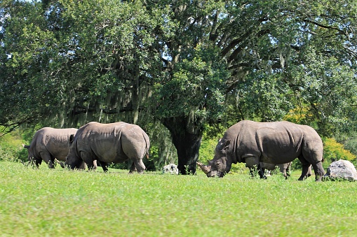 Three Rhinoceroses circling a tree. Photographed at Busch Gardens, Florida.