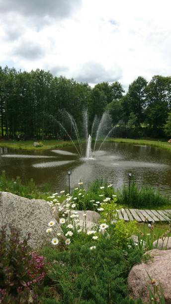 istock Chamomiles near fountain 801936634