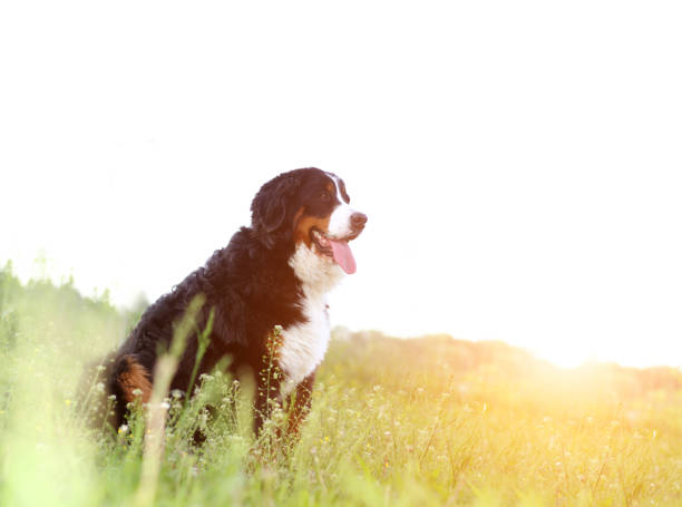 istock Bernese mountain dog on nature 801955364