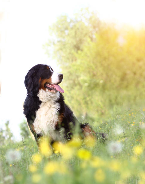 istock Happy bernese mountain dog on nature 801955368