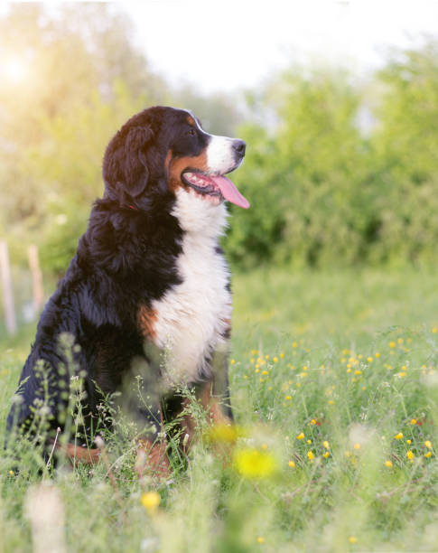 istock Bernese mountain dog on nature 801955626