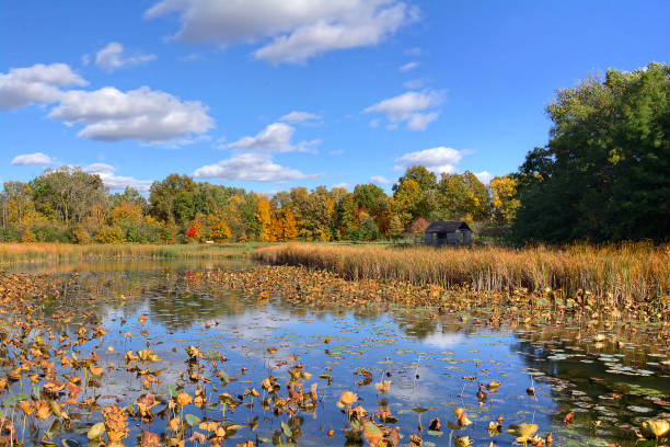 Beautiful autumn scene at a tranquil fishing pond in Ohio. The pond features a rustic shelter house. Located in the W.W. Knight Nature Preserve.