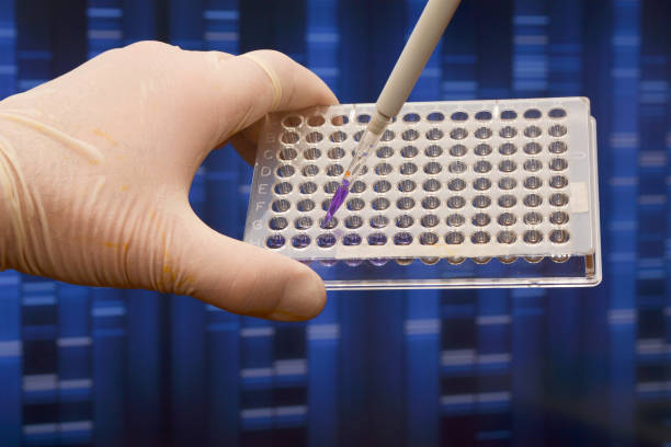 istock In the biological scientific laboratory. 801965756
