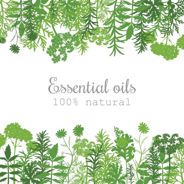 Popular essential oil plants label set in green. Flat Popular essential oil plants label set. green silhouettes. Flat style. Peppermint, lavender, sage, melissa, Rose, Geranium, Chamomile, oregano For cosmetics spa health care aromatherapy advertising juniperus chinensis stock illustrations